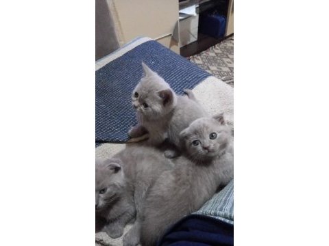 Minik scottish fold erkekler 2 aylık oldular