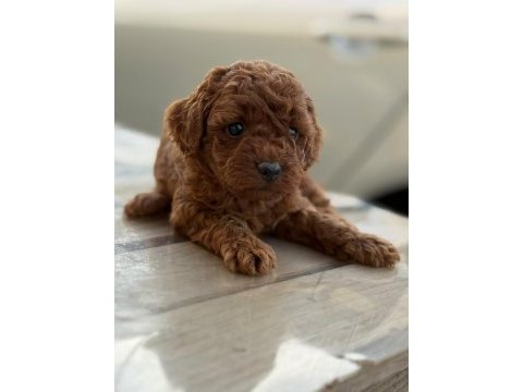 Pofuduk oyuncak gibi canlı poodle miniklerim