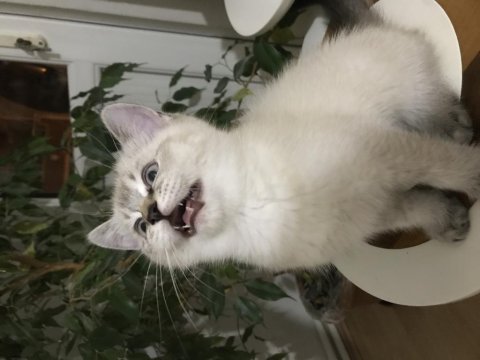 Sevimli ve oyuncu scottish fold blue point erkek 2.5 aylık