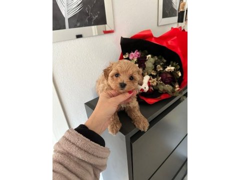 Teacup maltipoo yavruları