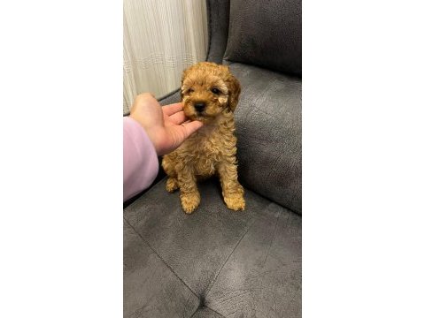 4 yavru toy poodle