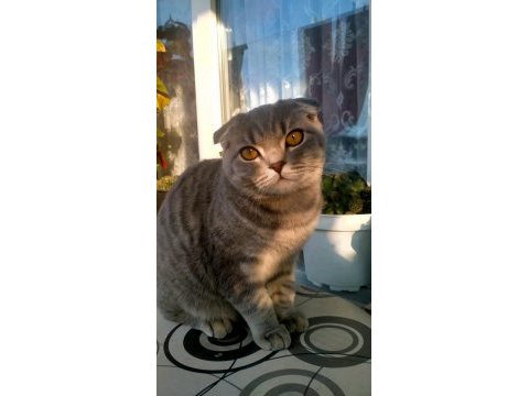 Scottish fold dişi yavrularım