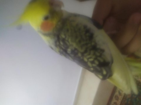Evcil sultan papağanı açıklamayı okuyun!!!!