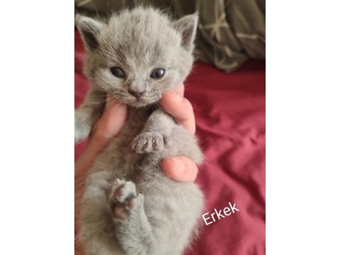 Show kalite british shorthair yavrular