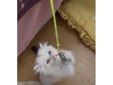 Safkan british longhair yavrular