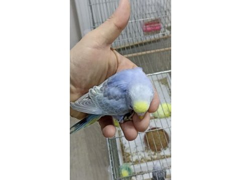 Alıştırmalık rainbow muhabbet kuşu yavrular