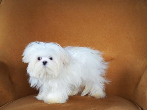 Maltese yavruları