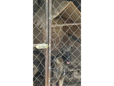 6 aylık malinois erkek belçika kurdu sağlam ırk