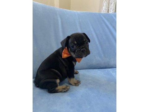 Egzotik french bulldog yavrular