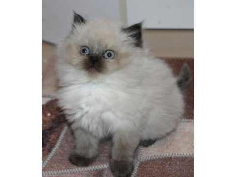 Safkan mavi göz british longhair