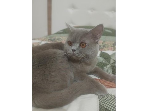 British shorthair erkek