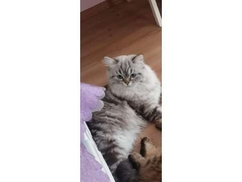 Damızlık maviş british longhair oğlum