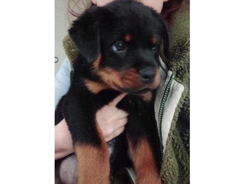 Fci scr soy rottweiler daha iyisi olana kadar