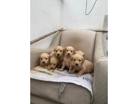 Golden retriever yavrular ırk sağlık garantili
