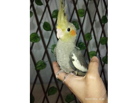 Sultan papağanı yavru