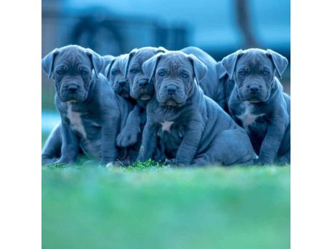 Dev anne babadan üst kalite cane corso yavrular