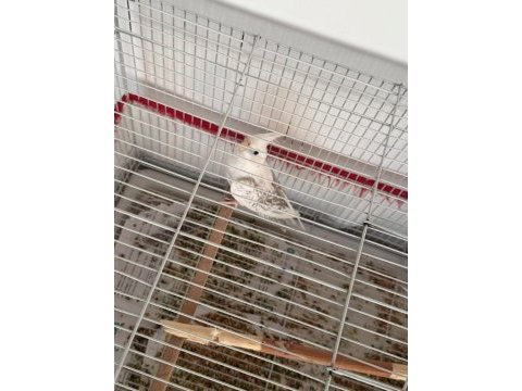 Dişi wf 7 aylık sultan papağanı