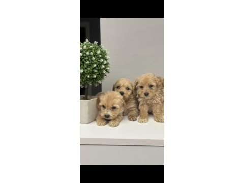 Sevimli suratlar maltipoo