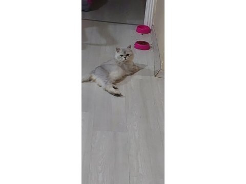 Yetişkin erkek chinchilla