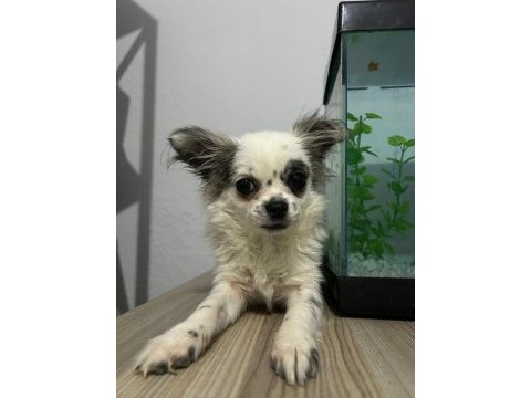 Longhair chihuahua 16 haziran doğumlu dişi