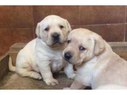 Golden retriever bebekler