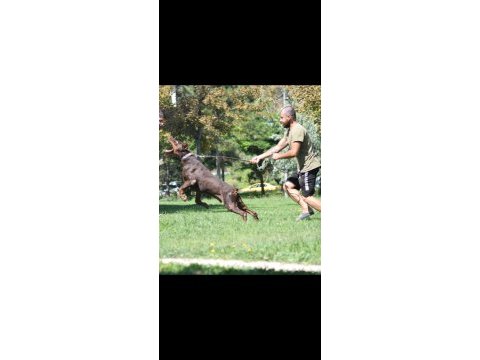 Von dadashov soylu doberman bebekler