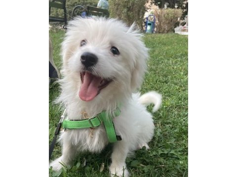 2.5 aylık dişi maltese terrier