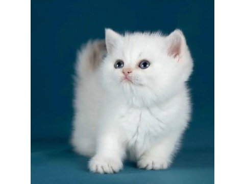 Bem beyaz silver british shorthair ns1133