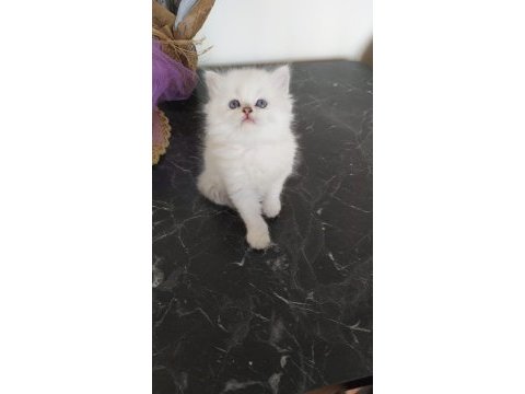 British longhair kedisi beyaz