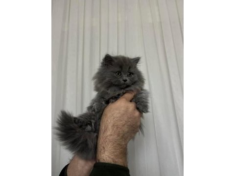 Efsane yavru safkan british shorthair bebekler