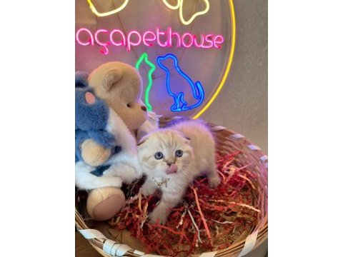 Scottish fold ayı bebekler safkan top kafalar