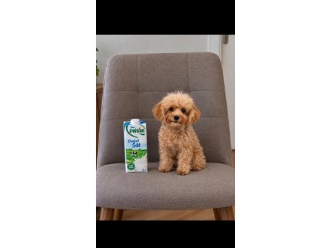 Teacup 6 aylık erkek poodle