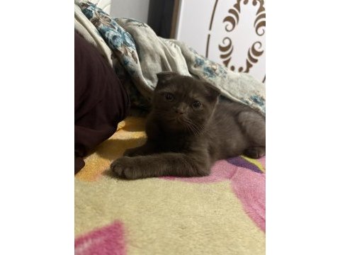 3 aylık erkek scottish fold