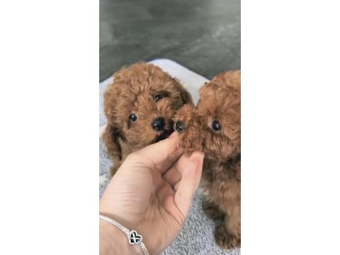 Toy poodle bakımlı