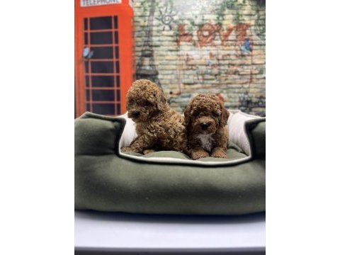 Irk garantili toy poodle yavrularımız @petclubadanaa
