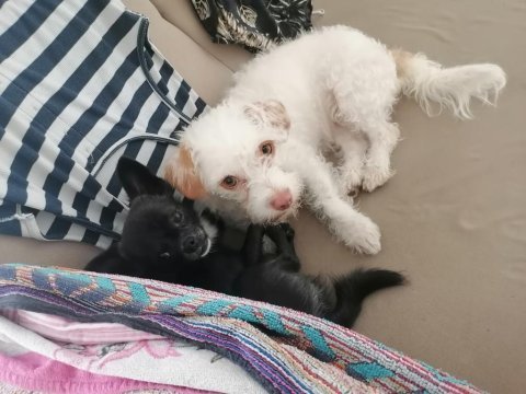 Ücretsiz eğitimli terrier