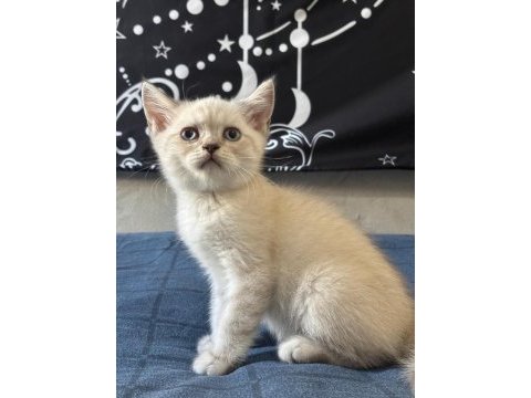 Birbirinden güzel british shorthair bebeklerimiz