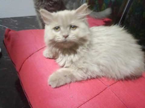 2 aylık dişi sütlü kahve british longhair