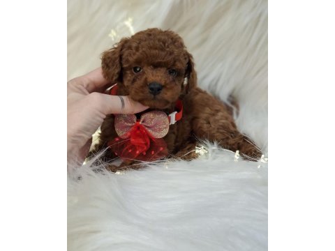 Toy poodle yavrularımız