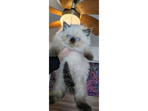 Çok tatlı minik panda british longhair