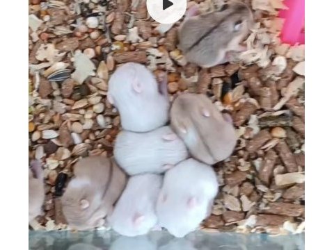 Sevimli hamster gonzales yavrular