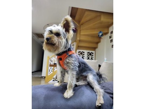 Yaşını yeni doldurmuş yorkshire terrier