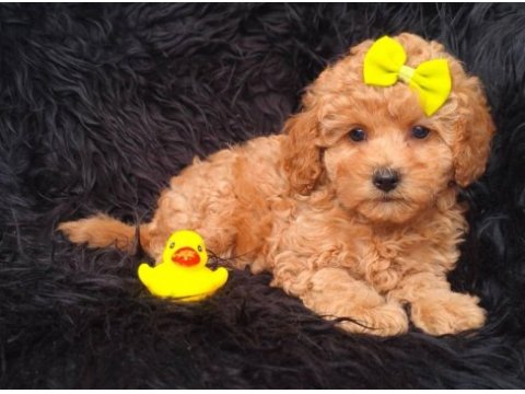 Toy poodle köpeği