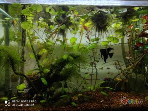 Apistogramma cacatuoides