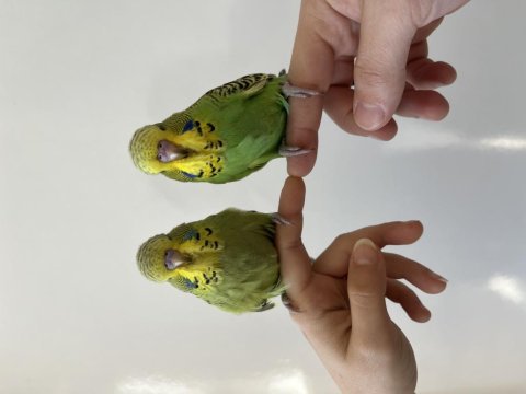 Muhteşem jumbo muhabbet kuşu takım