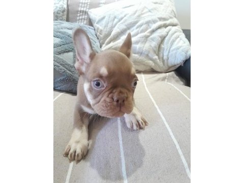 Rojo and tan french bulldog yavruları