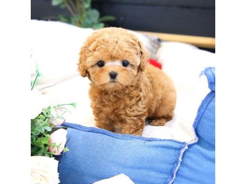 Bi̇blo gi̇bi̇ kore kanı toy poodle yavrular