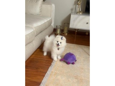 Teo isimli pomeranian yeni aile arıyor