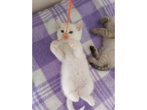 2 aylık pamuk british shorthair