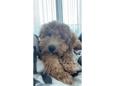 Toy poodle 9 aylık dişi